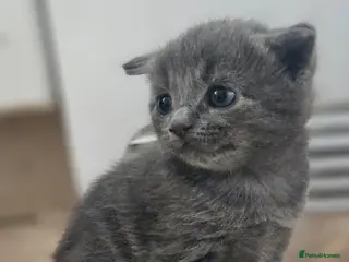 Mixed Breed cats Grey /silver kitten - Advert 1