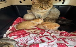 British Shorthair cats for sale: Stunning British Short Hair kittens for sale - Image 1