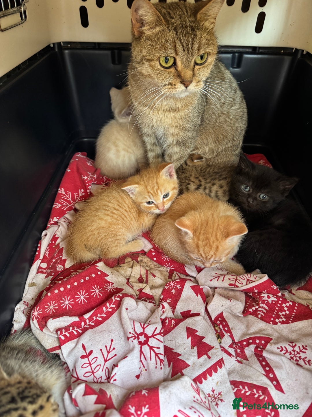 British Shorthair cats for sale: Stunning British Short Hair kittens for sale - Image 1