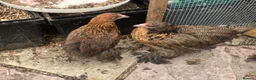 Chickens poultry for sale: 11 female point of lay Pekin for sales  - Advert 9