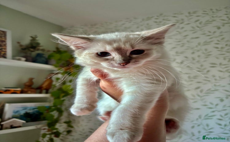 Ragdoll cats - Advert 15