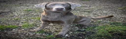 Labrador Retriever dogs for sale: 🩶🩶 SILVER LABRADOR GIRLS 🩶🩶 - Advert 14