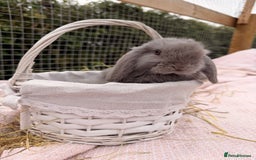 Mini Lop rabbits for sale: Pure mini lops, otters, grey, blue - Advert 8