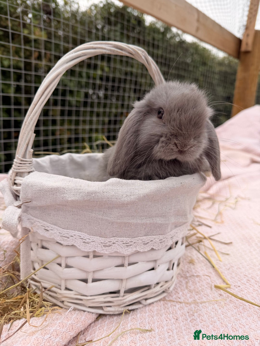 Mini Lop rabbits for sale: Pure mini lops, otters, grey, blue - Advert 8