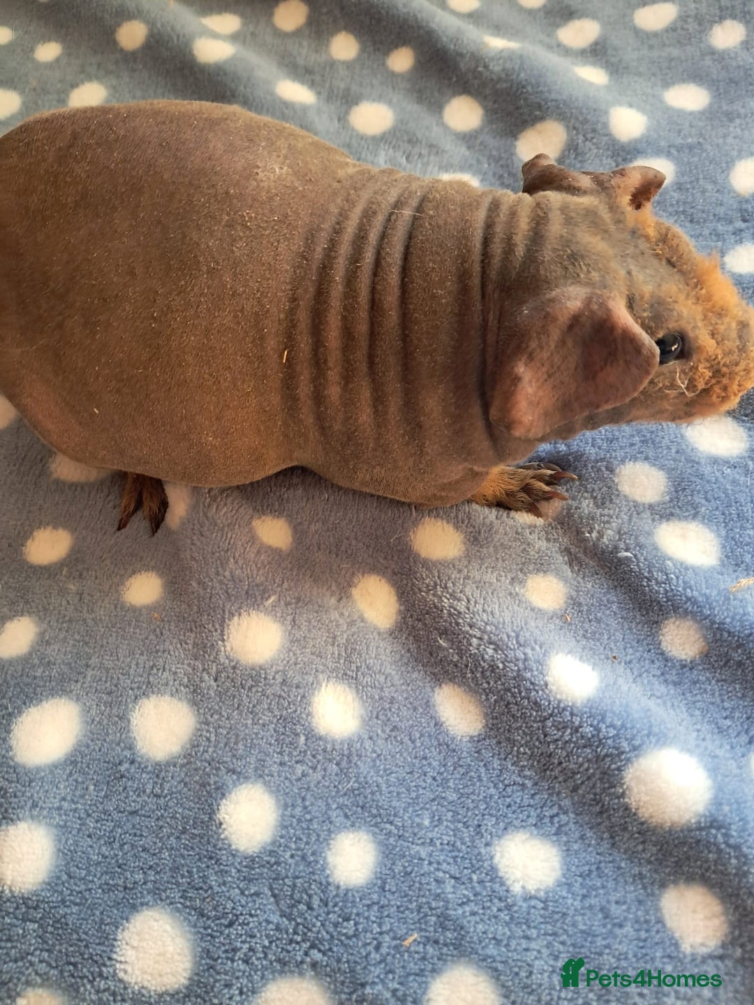 Guinea Pig rodents for sale: BEAUTIFUL SELECTION OF SKINNY PIGS - Advert 7
