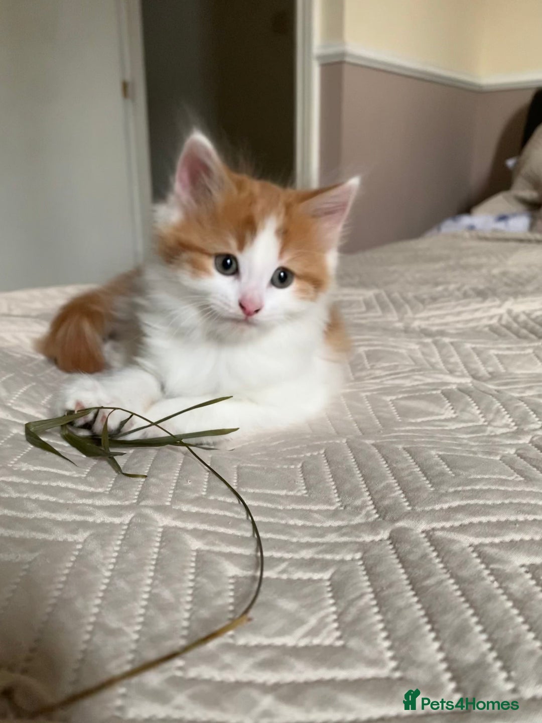 Mixed Breed cats for sale: Two girls and a boy Kuril bobtail mix - Image 6