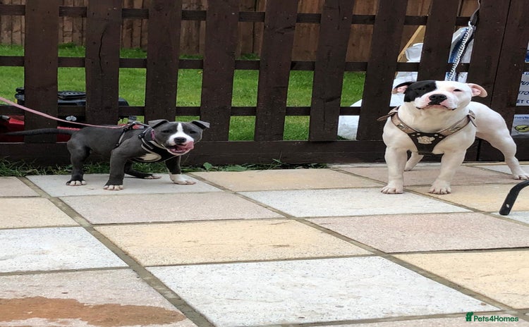 Staffordshire Bull Terrier dogs - Advert 2