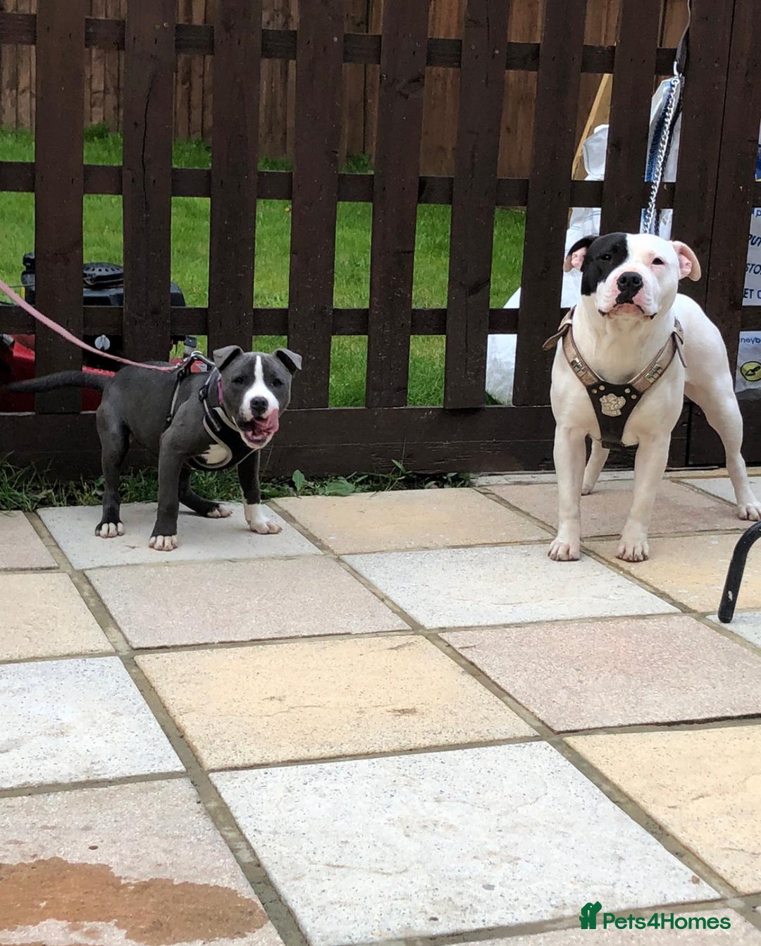 Staffordshire Bull Terrier dogs for sale: Mum and daughter  - Image 1