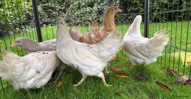 Chickens poultry Chickens Point of lay hens - Advert 4