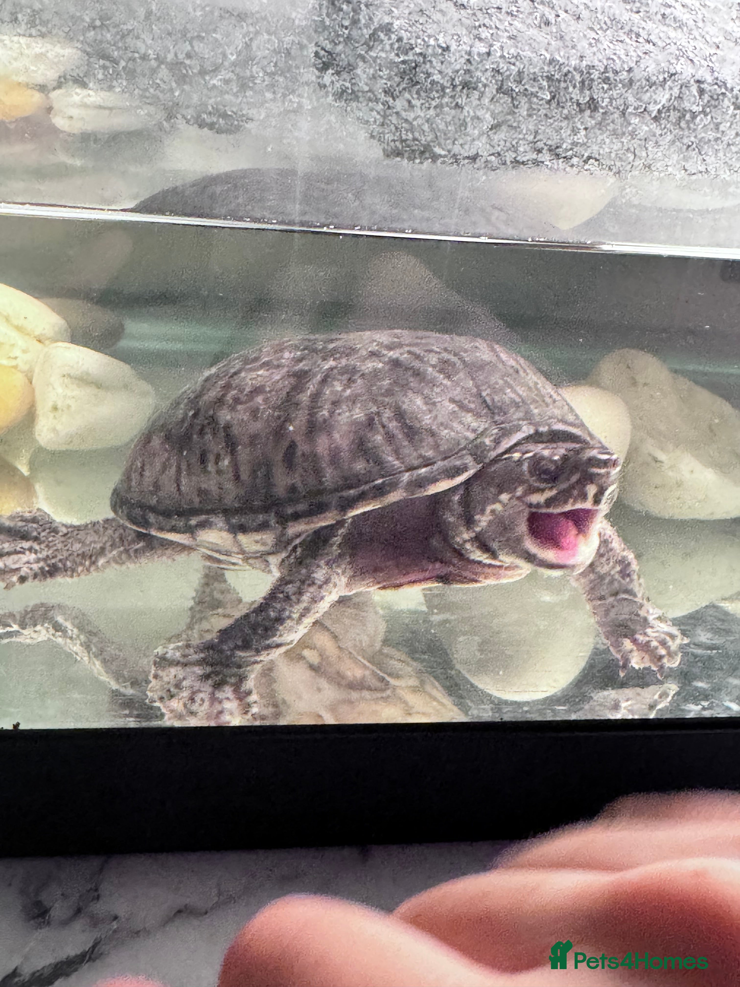 Turtle reptiles Two musk turtles - Advert 1