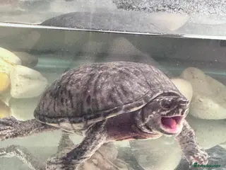 Turtle reptiles Two musk turtles - Advert 12