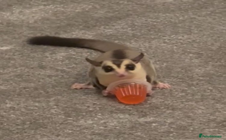 Sugar Glider rodents - Advert 1