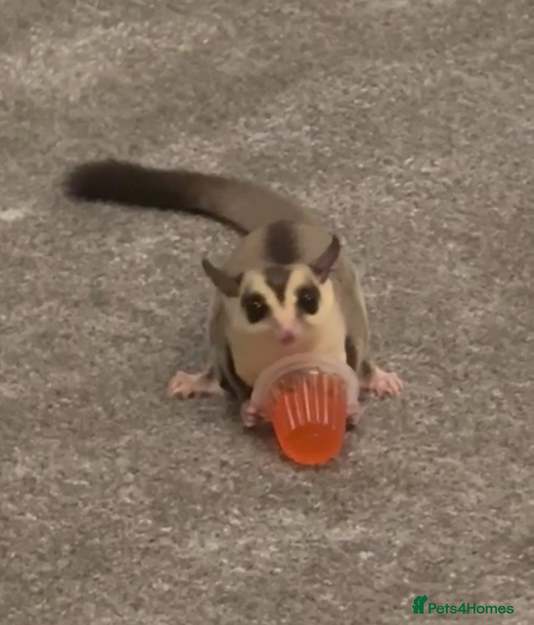 Sugar Glider rodents for sale: Sugar glider and full set up - Image 1