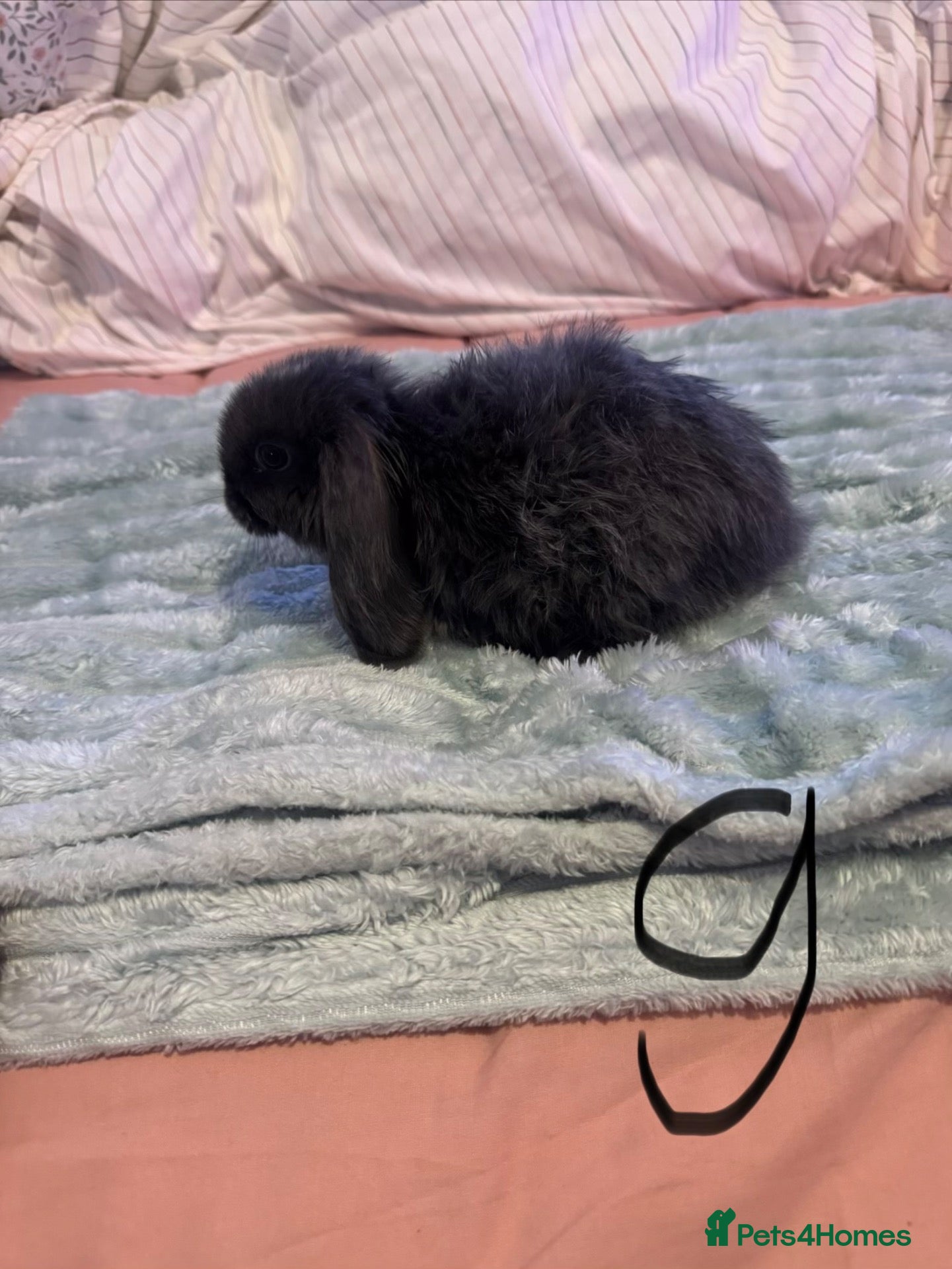 French Lop rabbits Mini lop x French lop baby’s for sale  - Advert 3