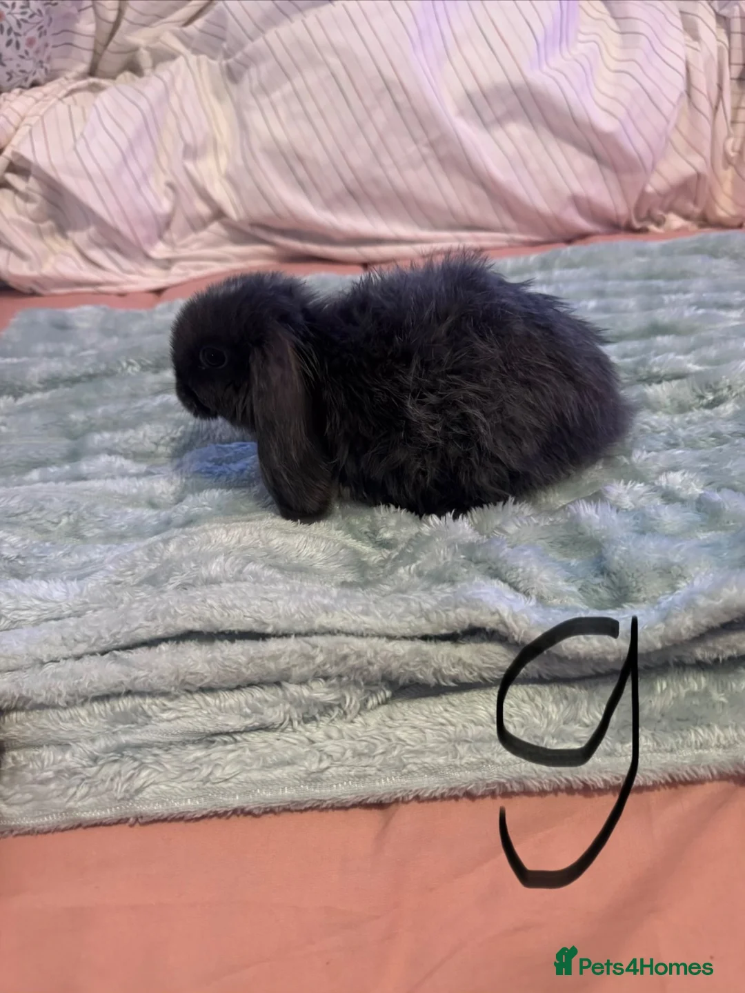 French Lop rabbits for sale: Mini lop x French lop baby’s for sale  - Advert 1