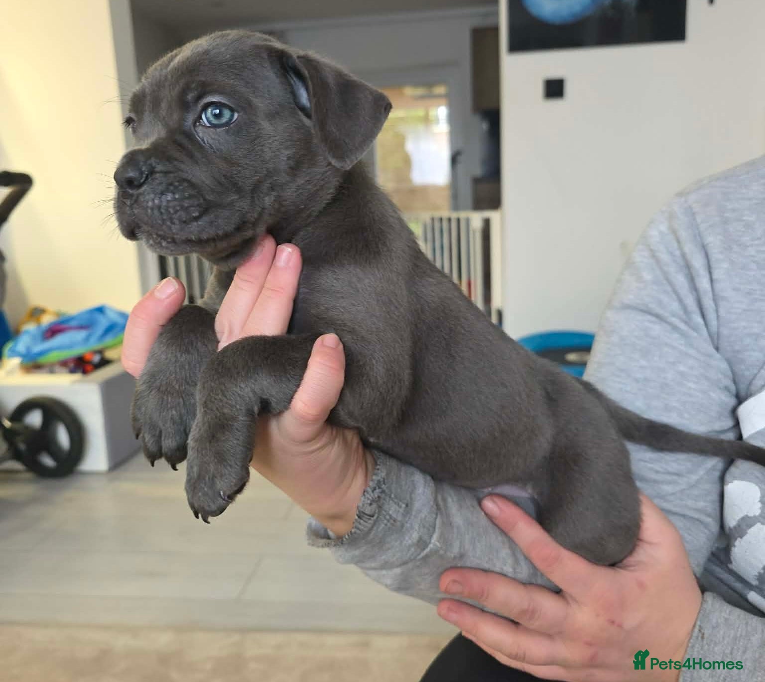 Cane Corso dogs ***LAST 2 LEFT*** ICF/ICCF Champion 6th GENERATIOn - Advert 3