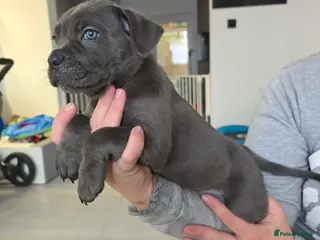 Cane Corso dogs ***LAST 2 LEFT*** ICF/ICCF Champion 6th GENERATIOn - Advert 11