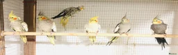 Cockatiels birds for sale: Beautiful Colours Hand tamed cocktails for sale. - Advert 9