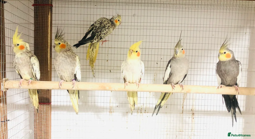 Cockatiels birds for sale: Beautiful Colours Hand tamed cocktails for sale. - Advert 9