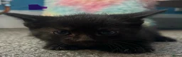Mixed Breed cats for sale: 6 beautiful medium haired kittens needing homes🐱 in Deeside - Advert 3