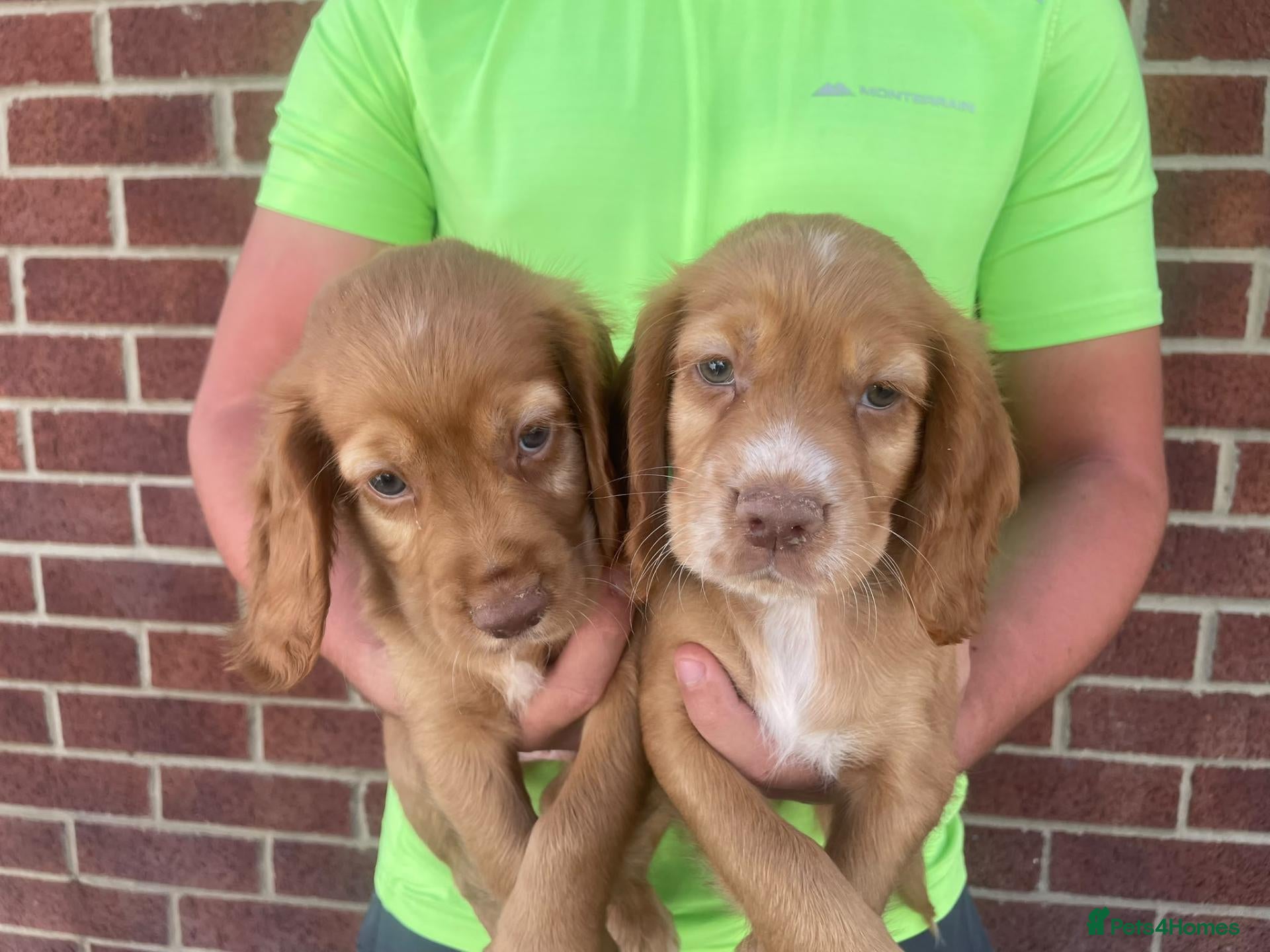 Cocker Spaniel dogs Outstanding d, n, a cocker spaniels - Advert 10