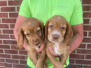 Cocker Spaniel dogs Outstanding d, n, a cocker spaniels - Advert 10