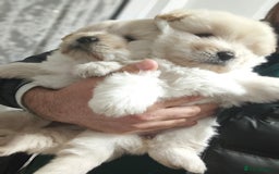 Chow Chow dogs for sale: Chow chow  - Advert 3