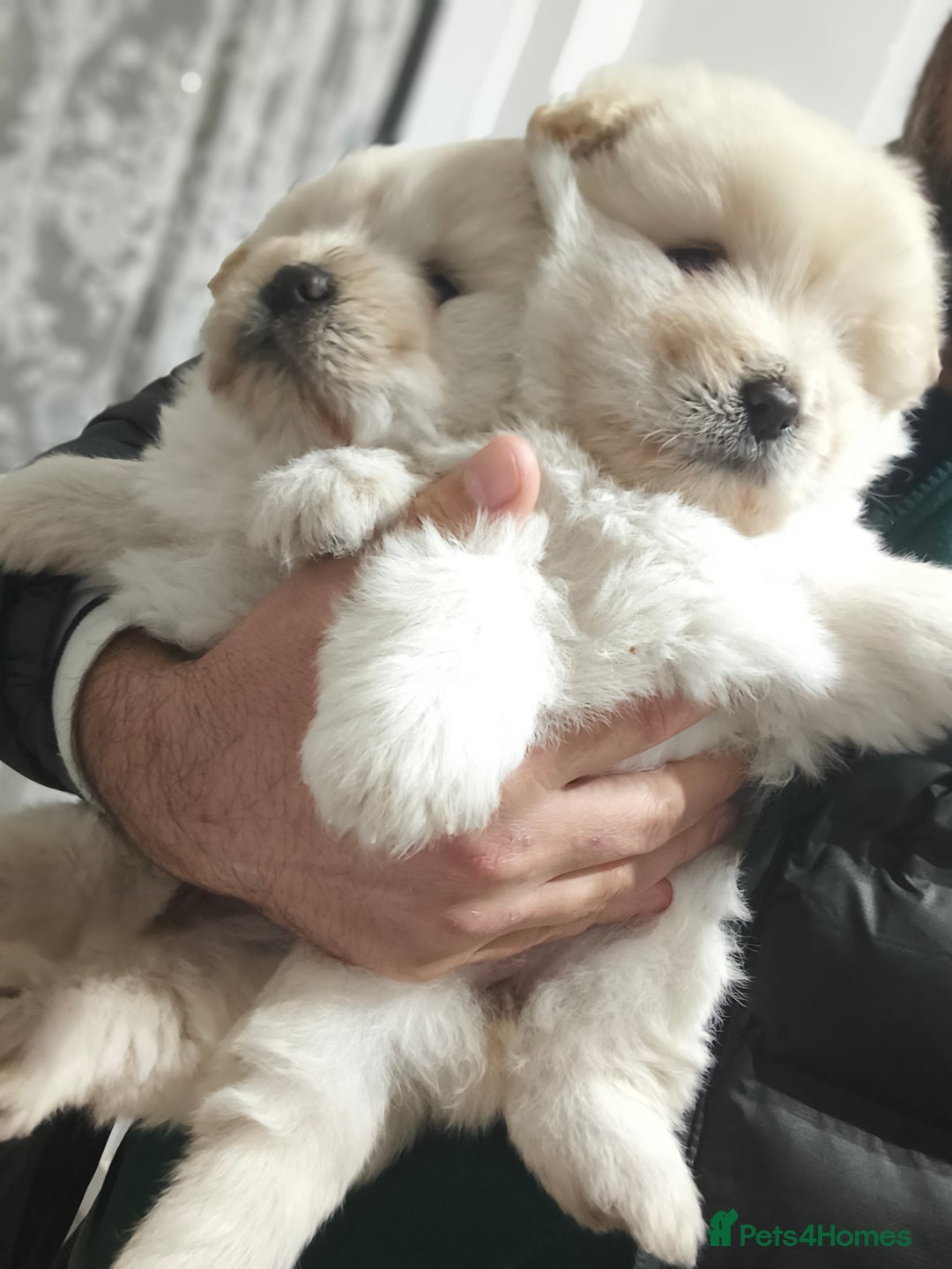 Chow Chow dogs for sale: Chow chow  - Advert 3