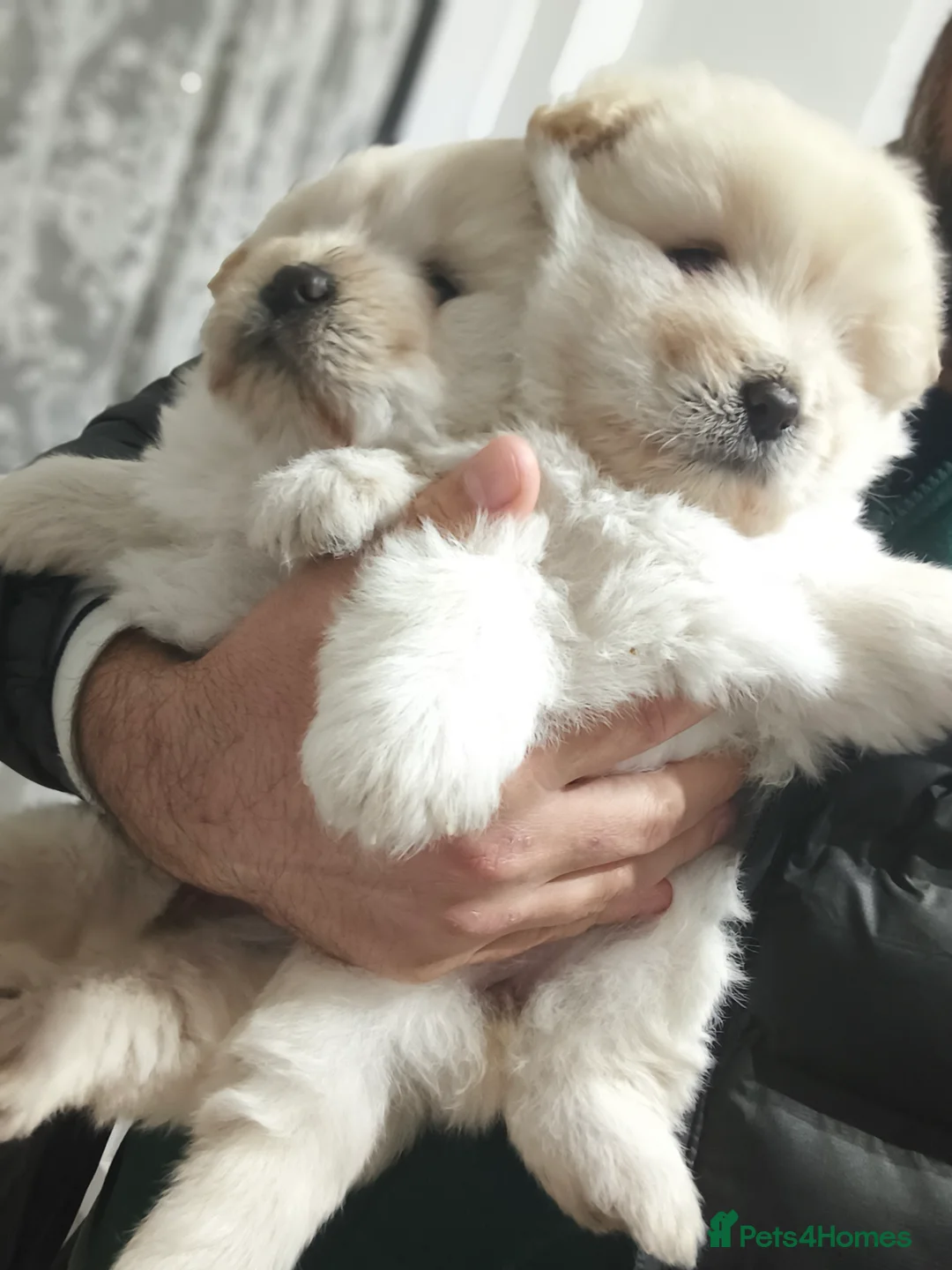 Chow Chow dogs for sale: Chow chow  - Advert 3