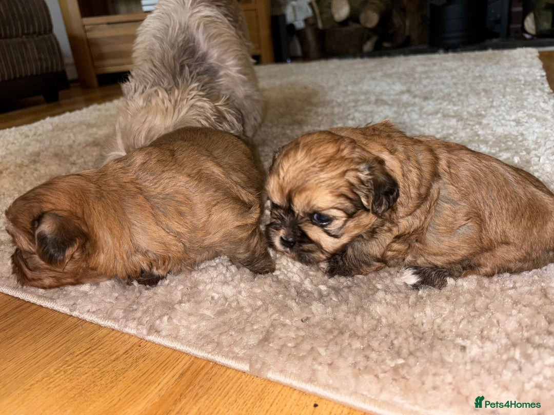 Zuchon dogs for sale: Zuchon pupp - Image 6