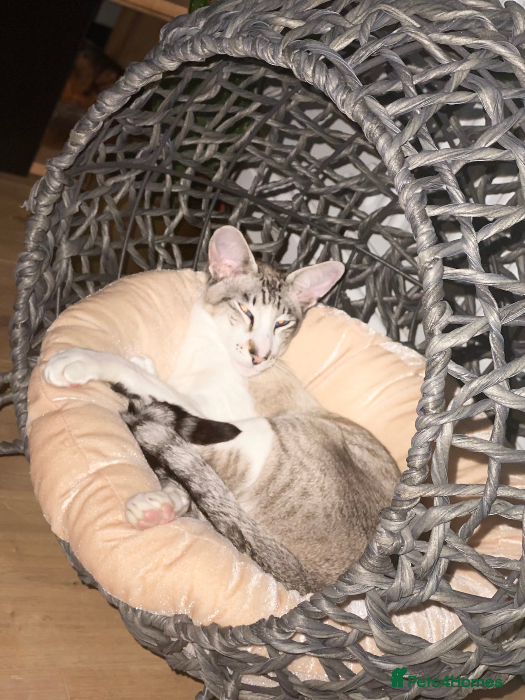 Peterbald cats for sale: Theo and Lewis (ginger )  - Image 17