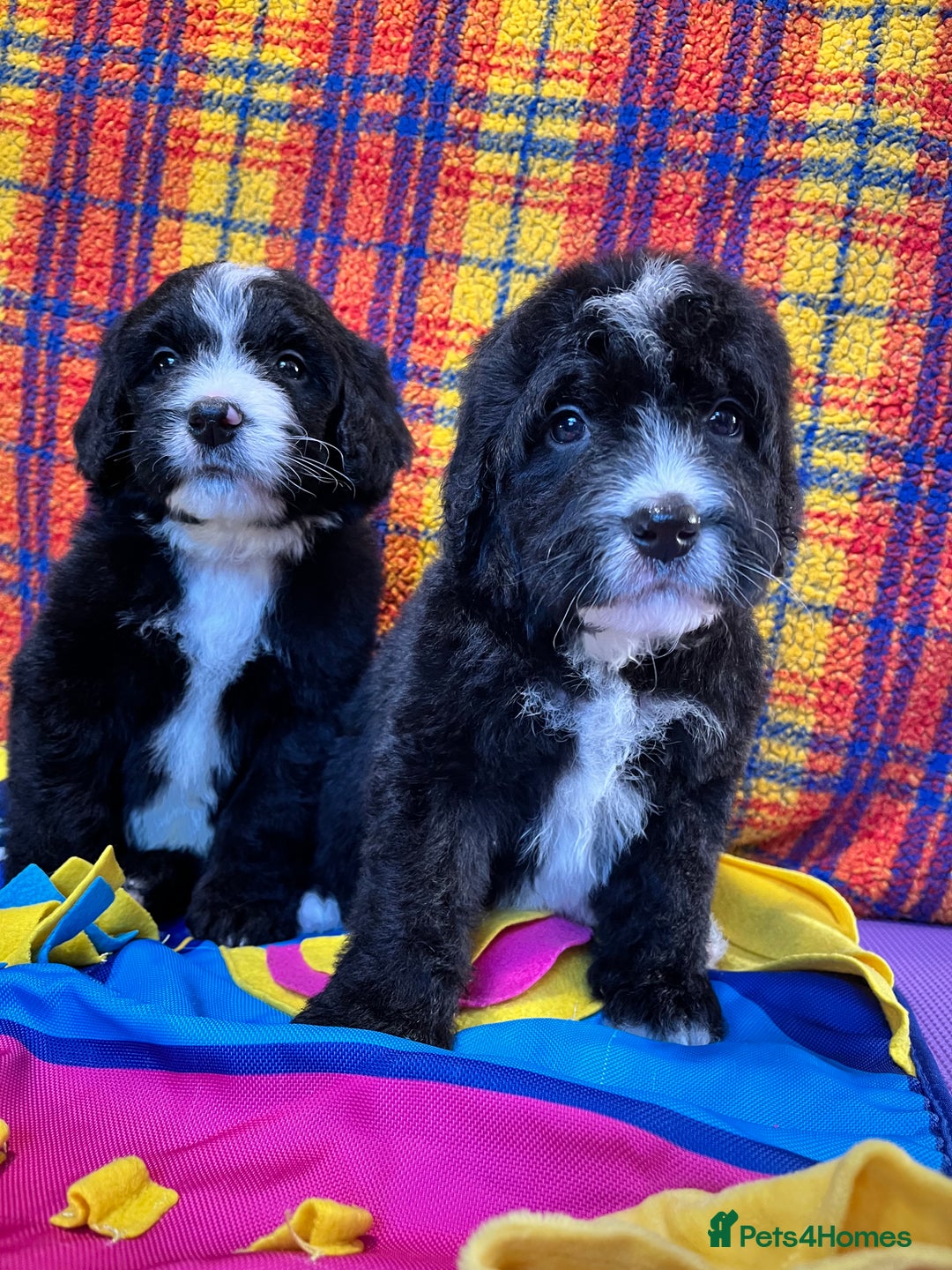 Bernedoodle dogs for sale: F1 standard Bernedoodle puppies. Licensed breeder - Advert 19