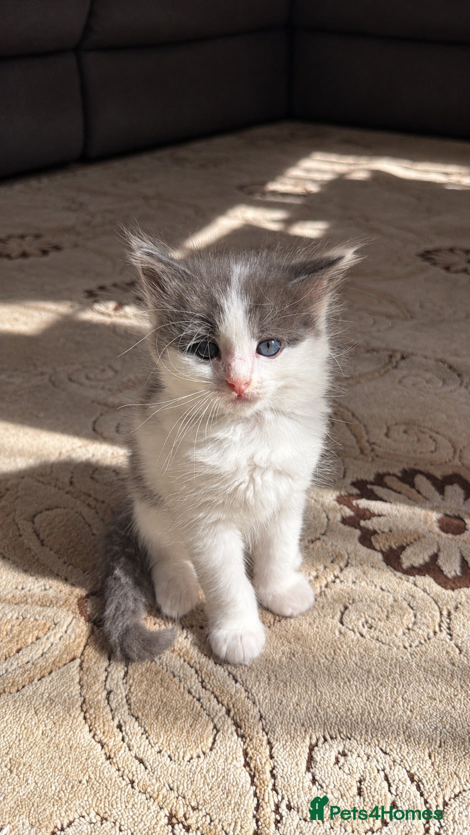 Mixed Breed cats Beautiful Male And Female Kittens  - Advert 18