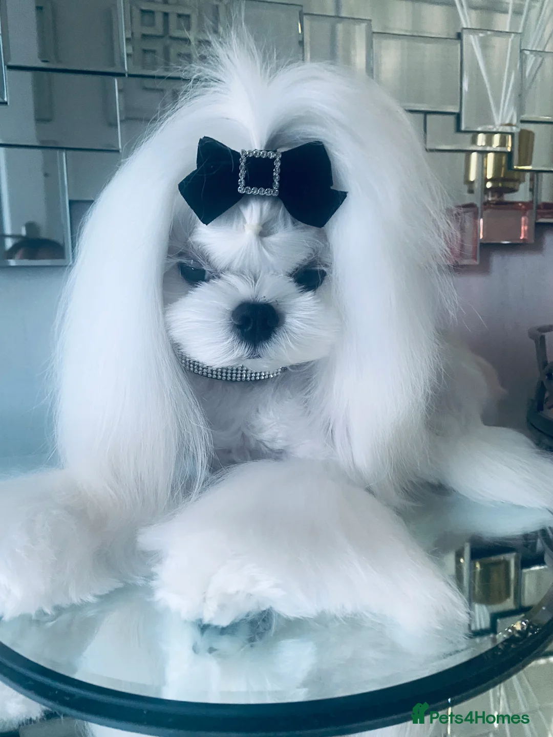 Maltese dogs for stud: 🤎DNA health tested Tiny Korean Maltese boy 🤎 - Advert 5