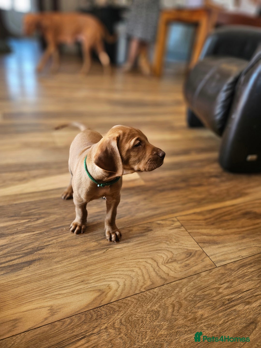 Hungarian Vizsla dogs for sale: 2 viz boys looking for loving homes - Image 23