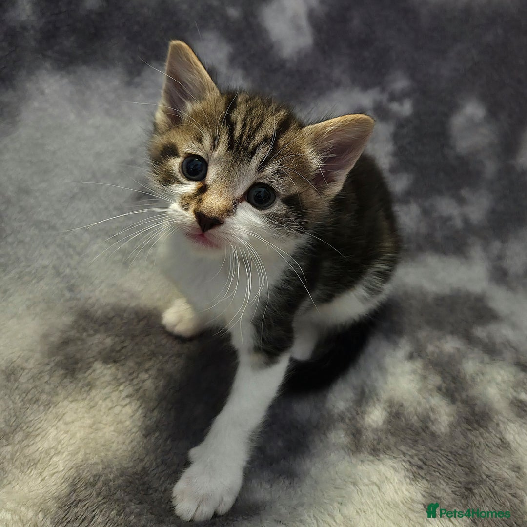 Mixed Breed cats for sale: Mixed breed kittens - Image 4
