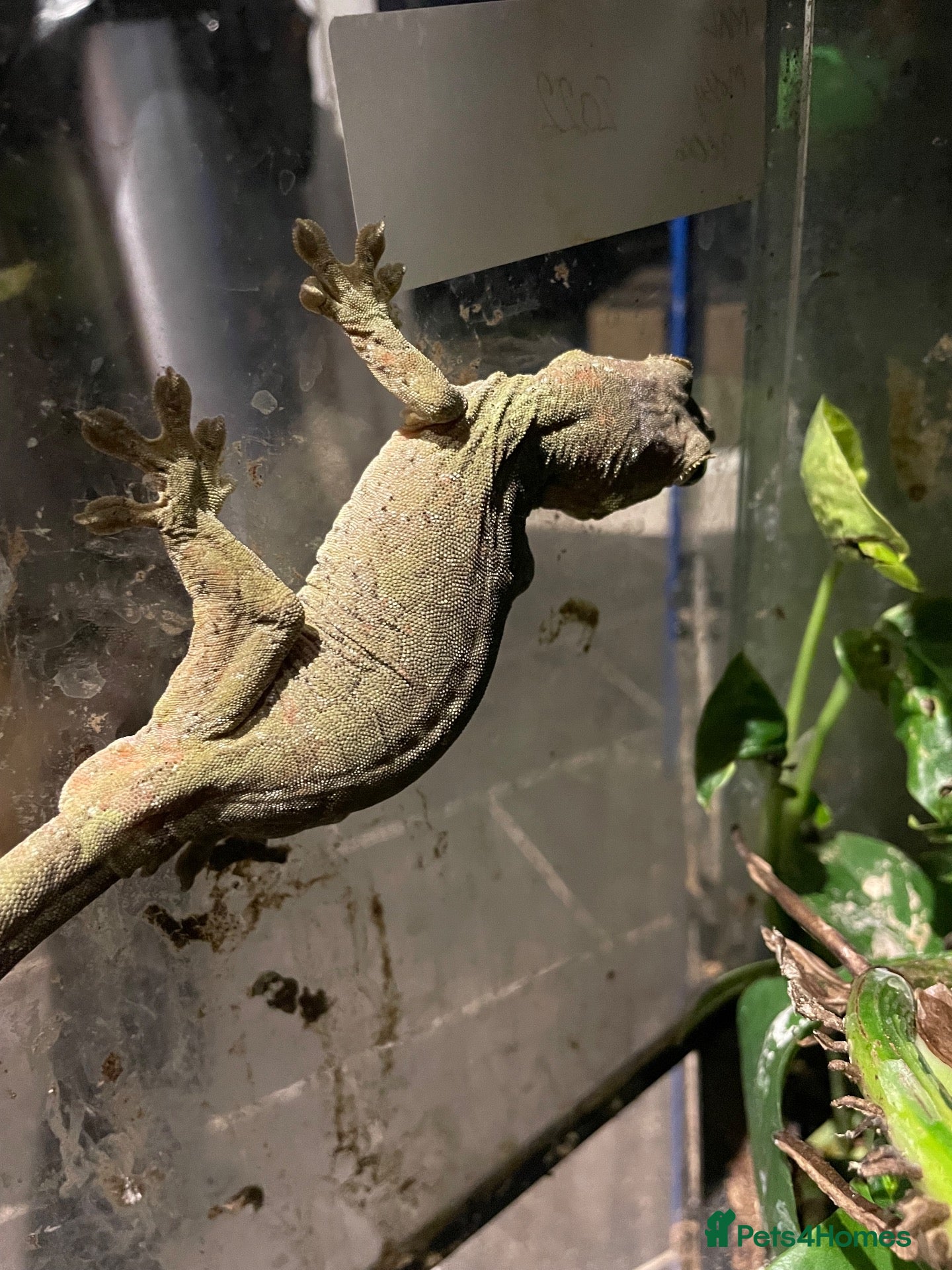Mixed Breed reptiles Reptiles for sale - Advert 2