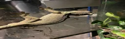 Mixed Breed reptiles for sale: Reptiles for sale in Taunton - Advert 2