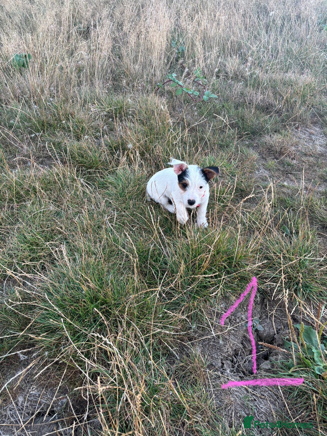Mixed Breed dogs for sale: Sealyham x Jack Russell - Image 4