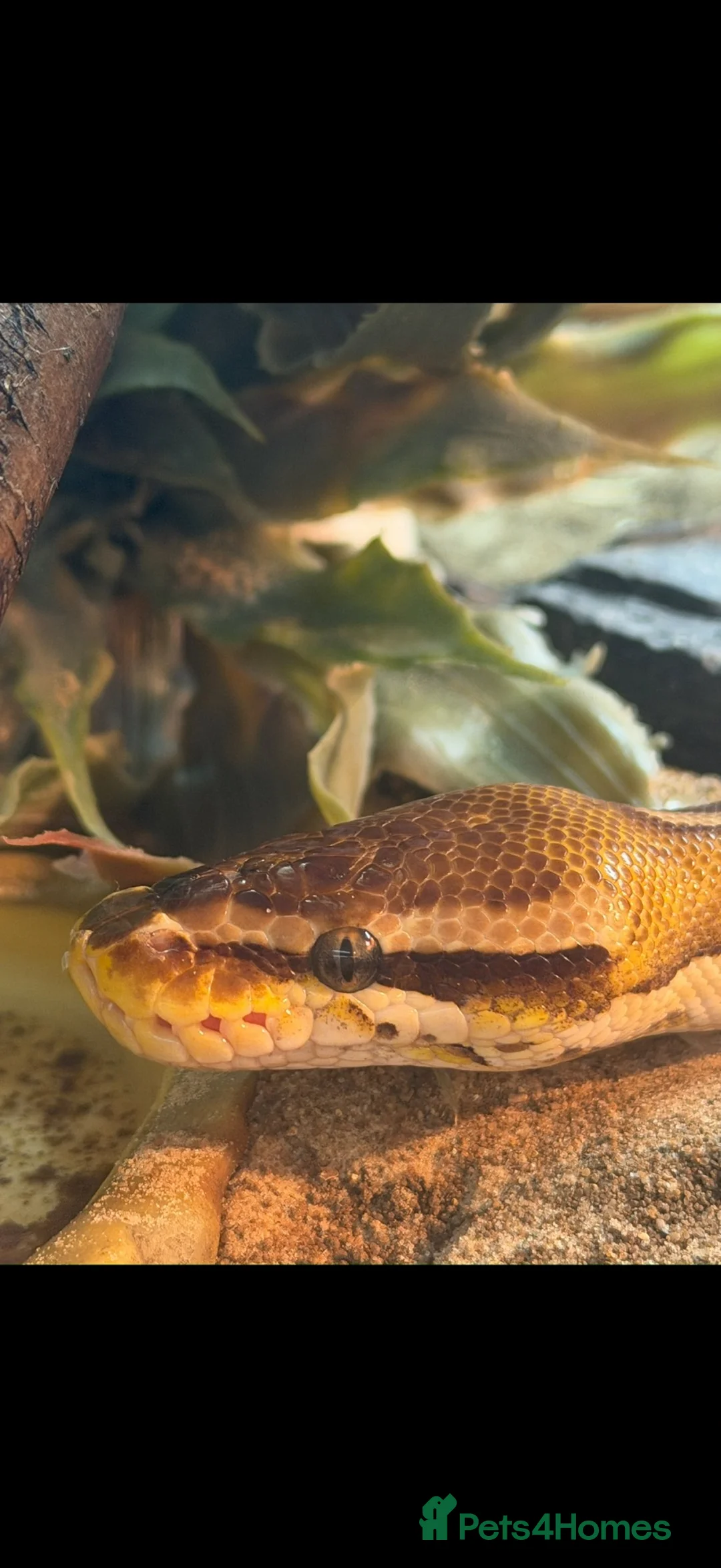 Python Snake reptiles for sale: Mojave Ball Royal Python - Advert 2