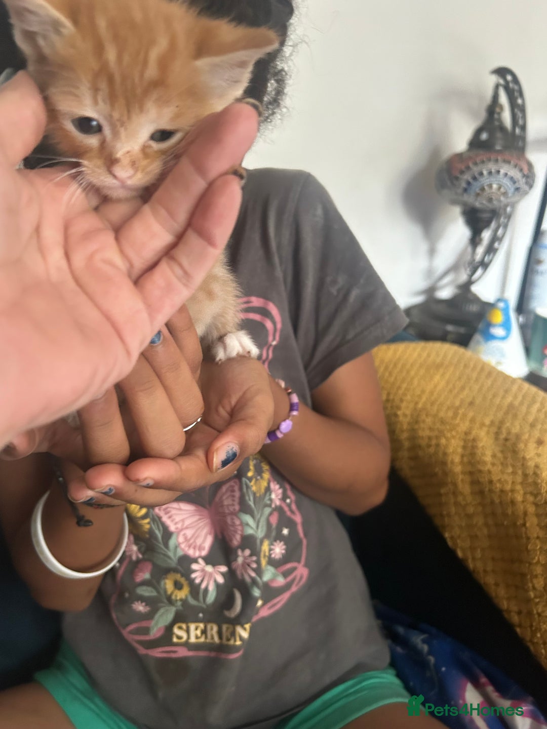 Mixed Breed cats for sale: Beautiful Kittens  - Image 11