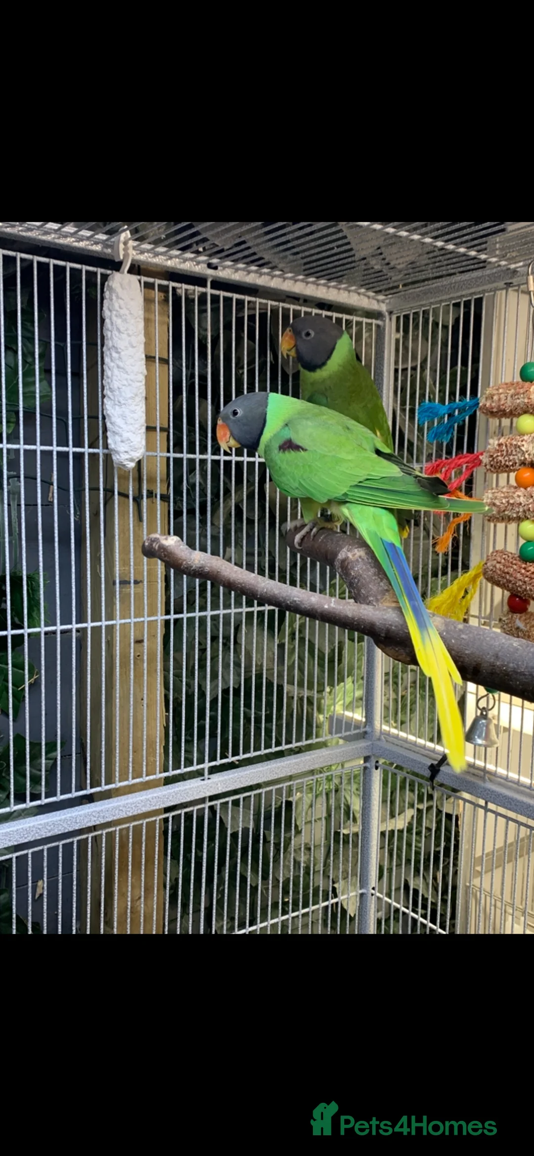 Parakeets birds for sale: Breeding pair of slaty headed parakeets  in Redruth - Advert 1