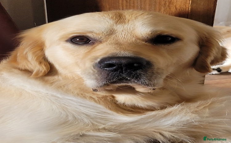 Golden Retriever dogs in Conwy - Advert 12