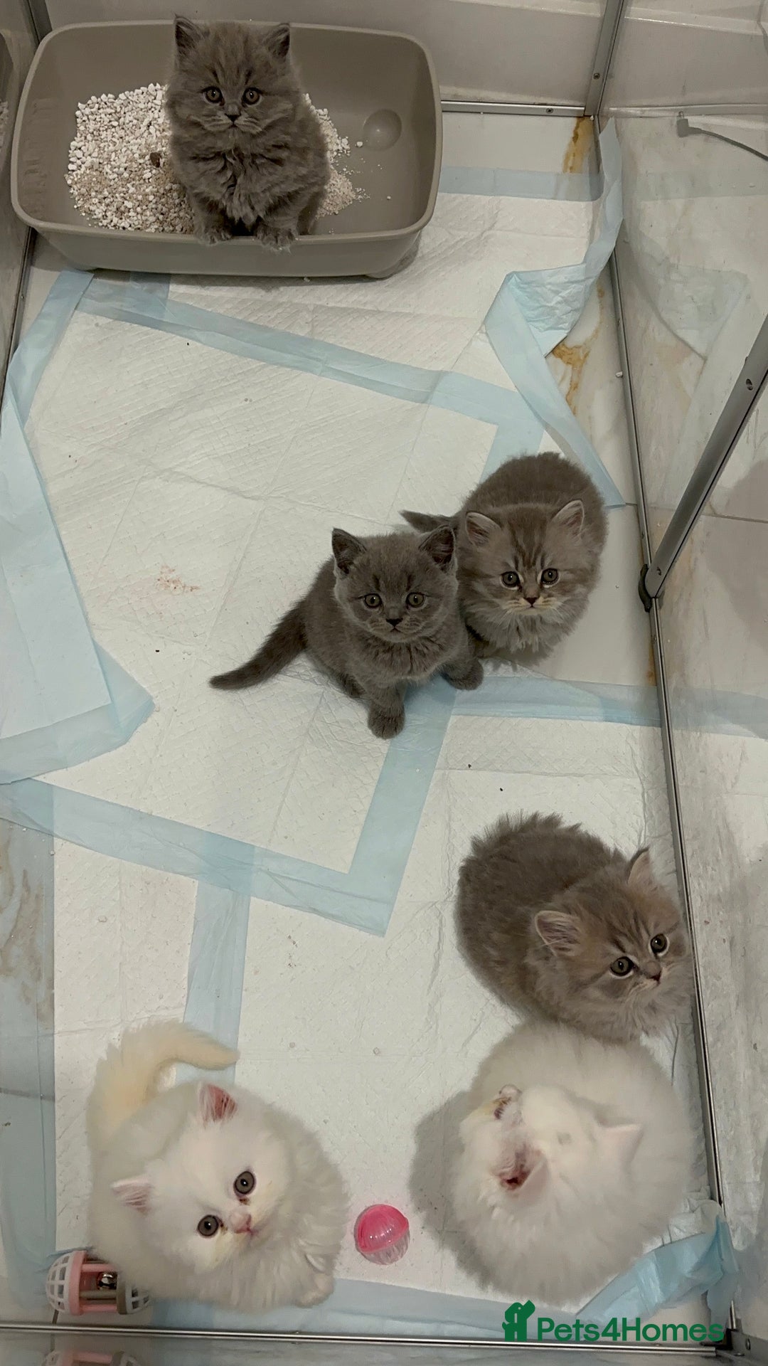British Longhair cats for sale: British Longhair GCCF Registered  - Image 13