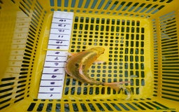 Koi Carp fish for sale: UK koi carp  - Image 20