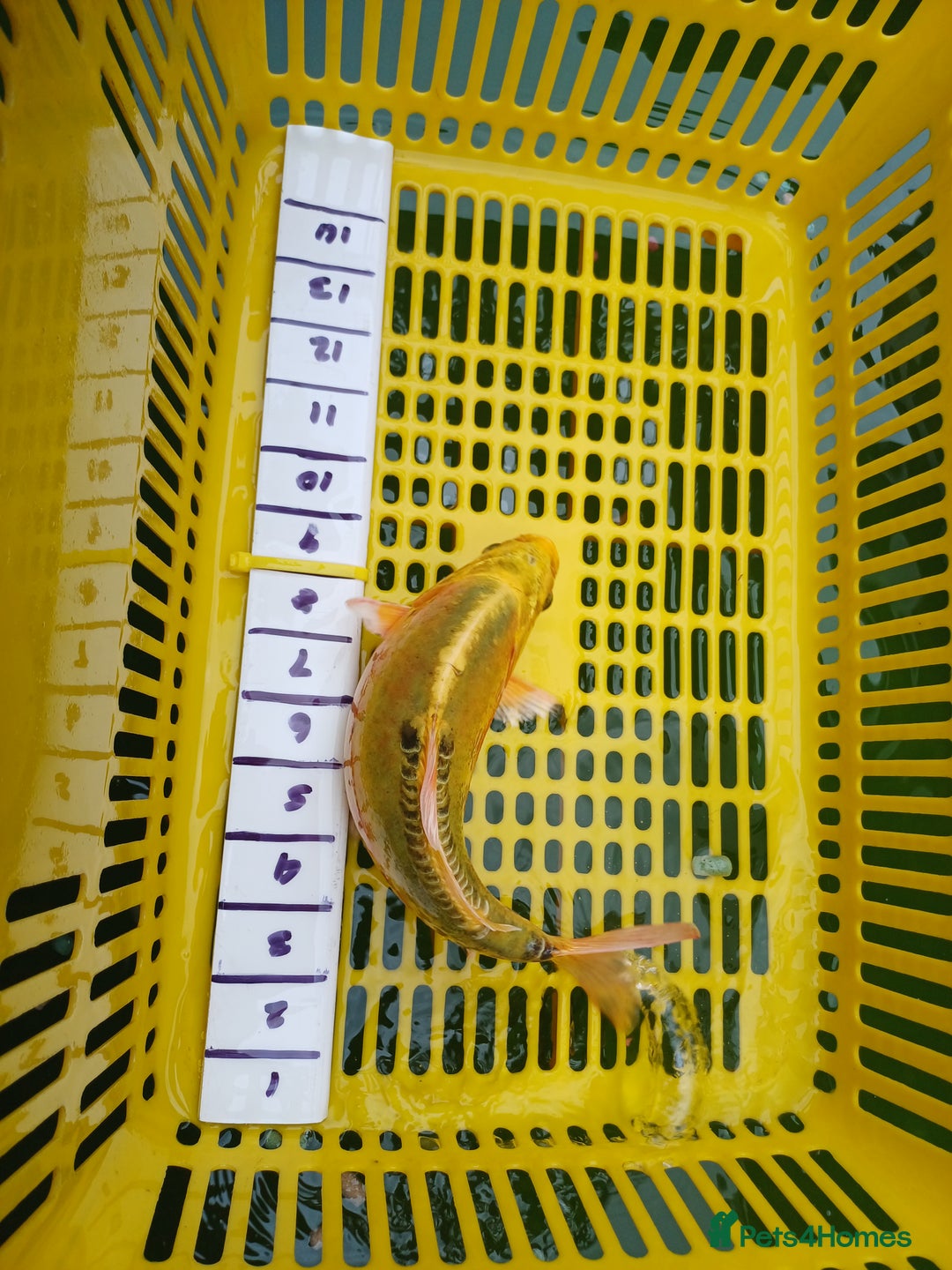 Koi Carp fish for sale: UK koi carp  - Image 20