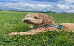 Cockapoo dogs for stud: Healthy Cockapoo Stud Available –Sheffield Travel - Image 10
