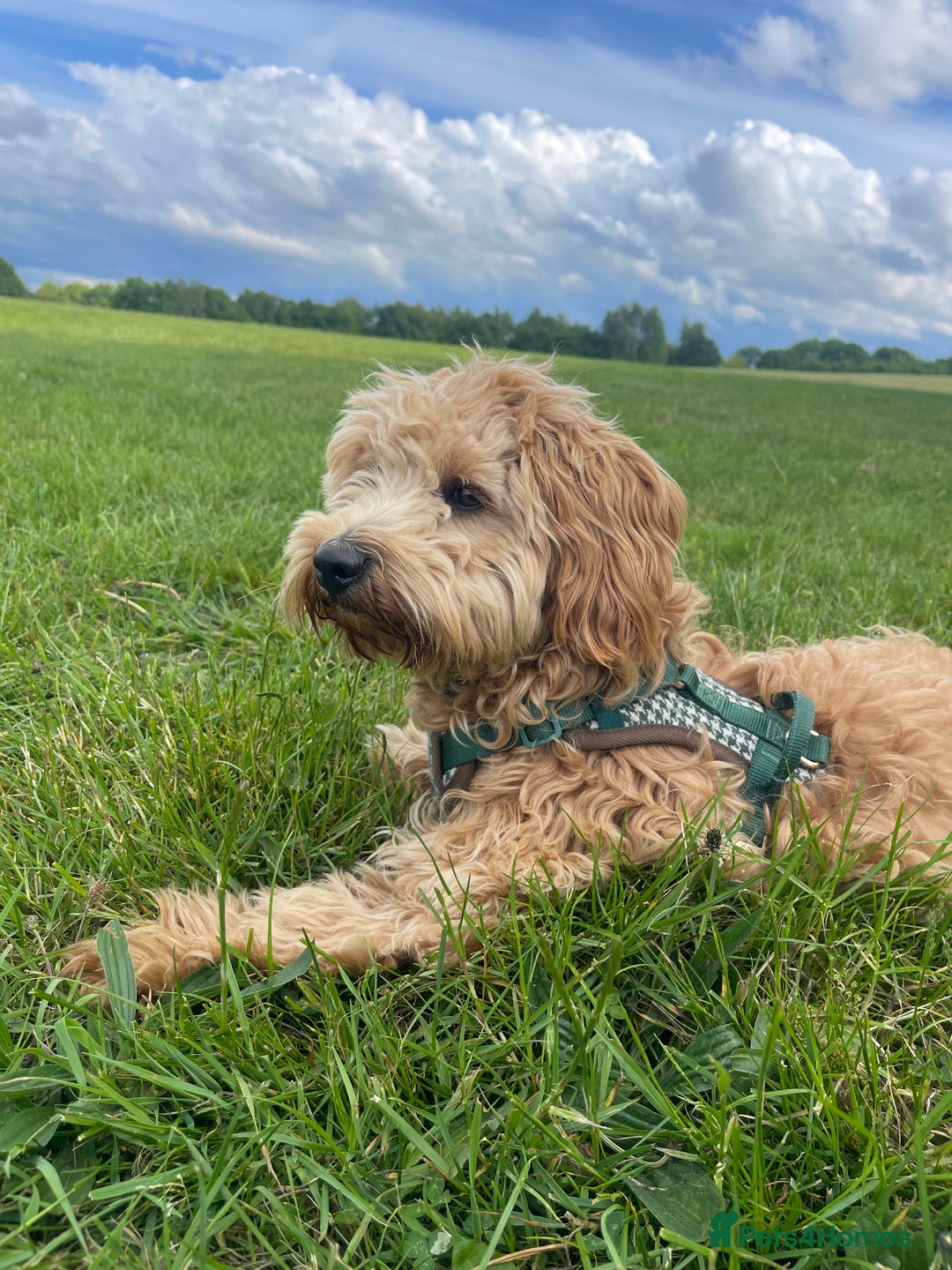 Cockapoo dogs for stud: Healthy Cockapoo Stud Available –Sheffield Travel - Image 10