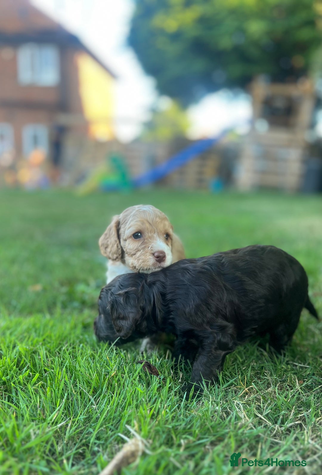 Cockapoo dogs for sale: Stunning F2 miniature cockapoo puppies  - Image 10