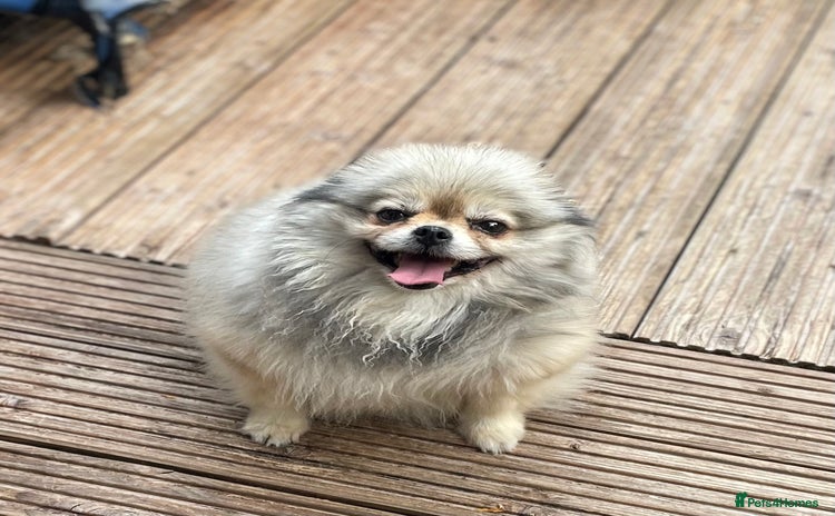 Pomeranian dogs - Advert 12